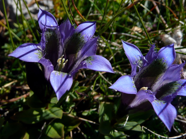 horec  Gentiana septemfida