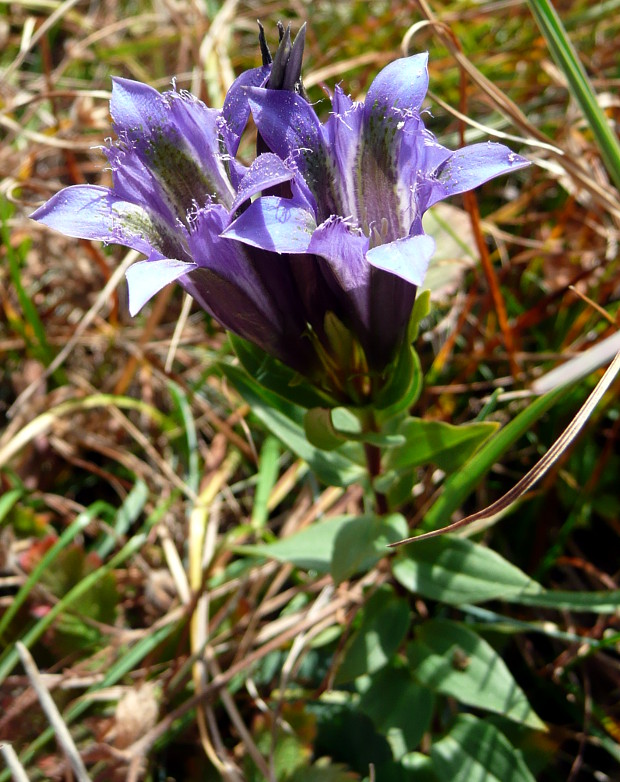 horec Gentiana septemfida