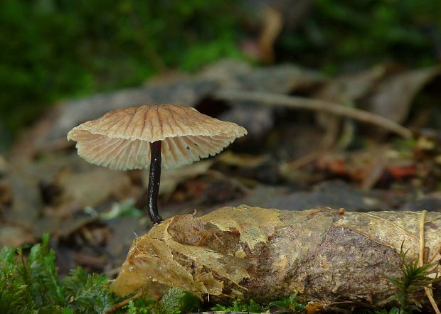 špička smradľavá Gymnopus foetidus (Sowerby) J.L. Mata & R.H. Petersen