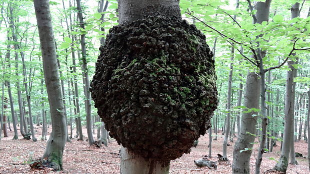 ryšavec šikmý Inonotus obliquus (Ach. ex Pers.) Pilát