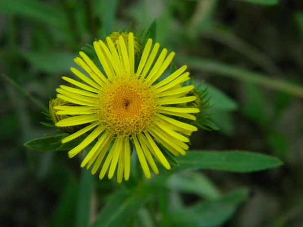 oman vŕbolistý Inula salicina L.