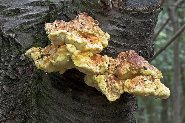 sírovec obyčajný Laetiporus sulphureus (Bull.) Murrill