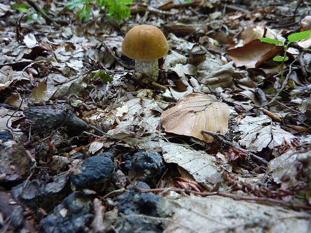 kozák hrabový Leccinum pseudoscabrum (Kallenb.) Šutara