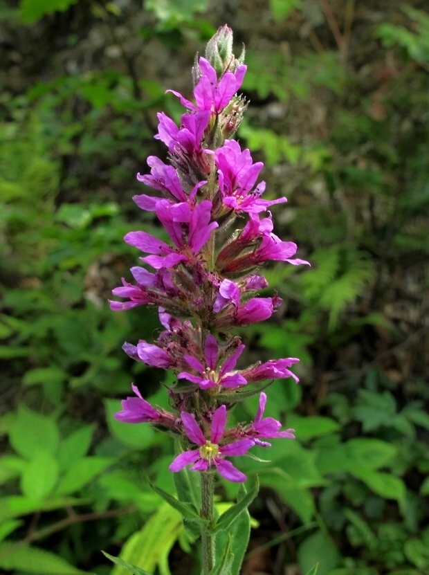 vrbica vŕbolistá Lythrum salicaria L.