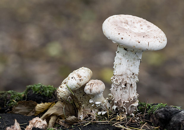 húževnatec šupinatý Neolentinus lepideus (Fr.) Redhead & Ginns