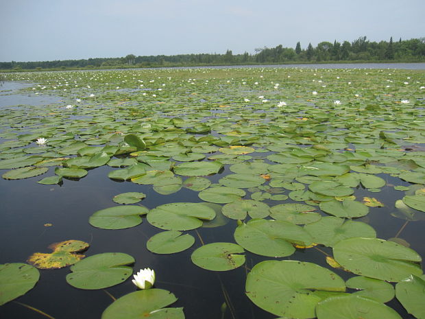 lekno Nymphaea sp.