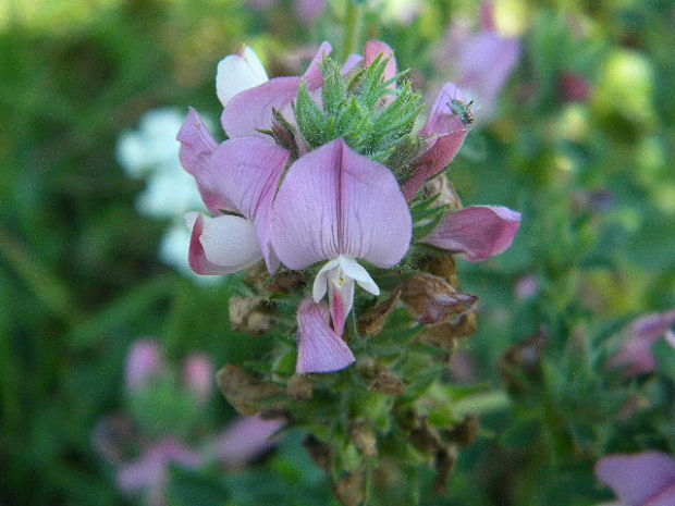 ihlica roľná Ononis arvensis L.