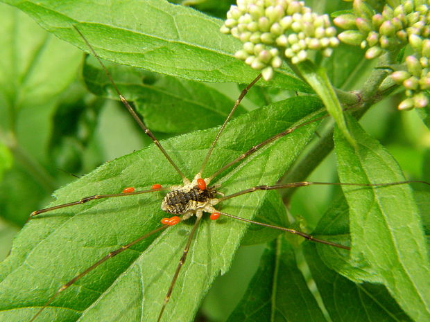 kosec Opilio sp.