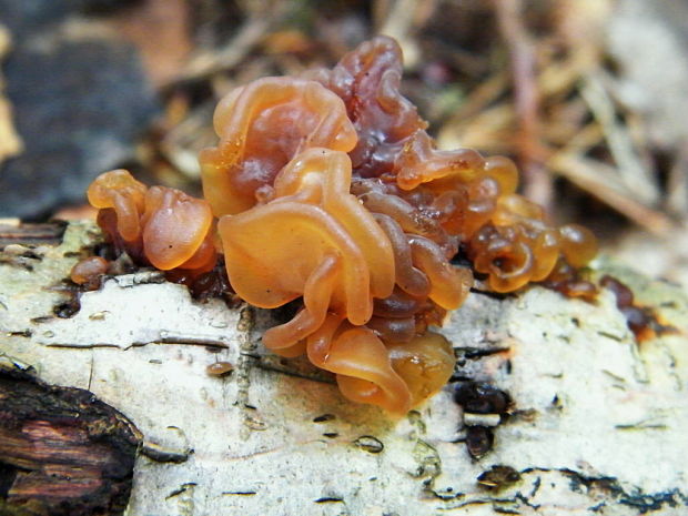 rôsolovka lupeňovitá Phaeotremella foliacea (Pers.) Wedin, J.C. Zamora & Millanes