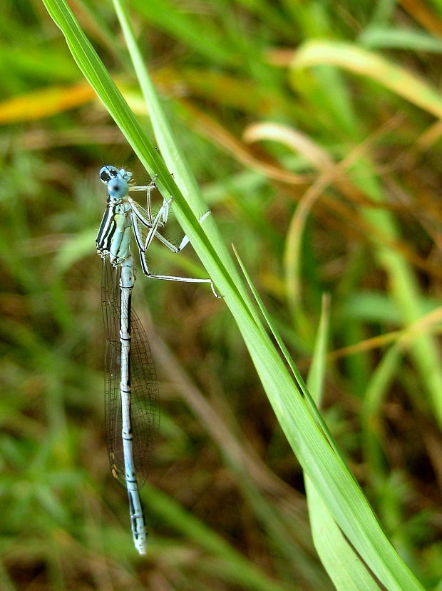 šidielko ploskonohé Platycnemis pennipes