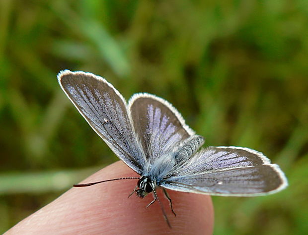 modráčik čiernoobrúbený Plebejus argus L., 1758