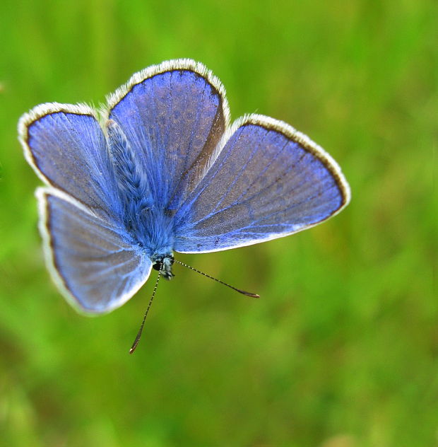 modráčik obyčajný Polyommatus icarus