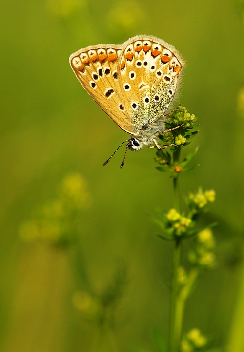 modráčik obyčajný Polyommatus icarus