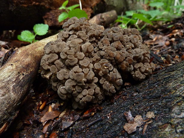 trúdnik klobúčkatý Polyporus umbellatus (Pers.) Fr.