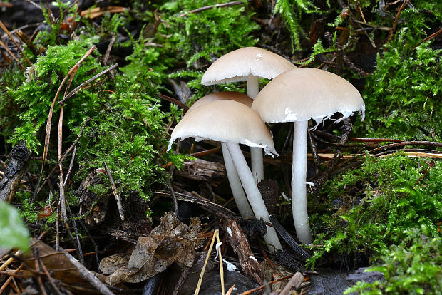 drobuľka Psathyrella sp.