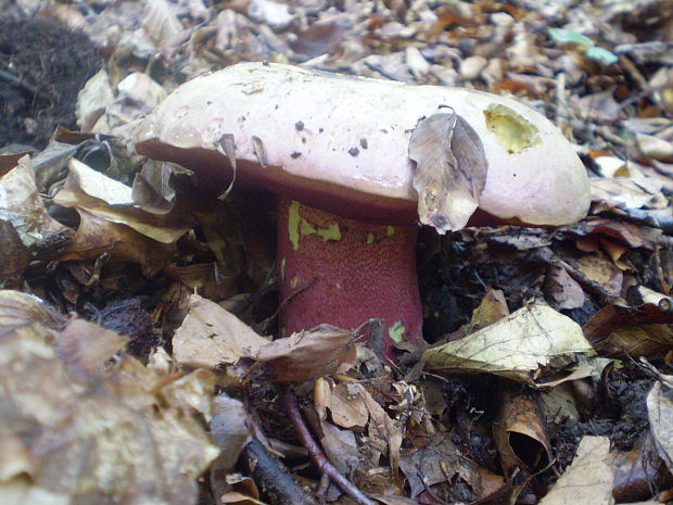 hríb purpurový Rubroboletus rhodoxanthus Kuan Zhao &amp; Zhu L. Yang