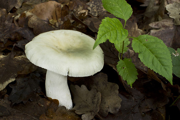 plávka trávovozelená  Russula aeruginea Lindbl. ex Fr.