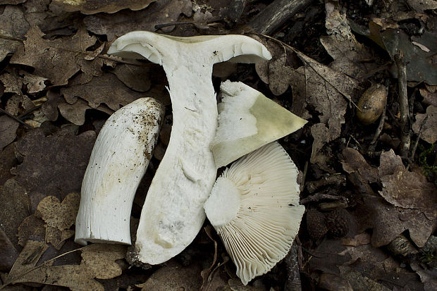 plávka Russula sp.