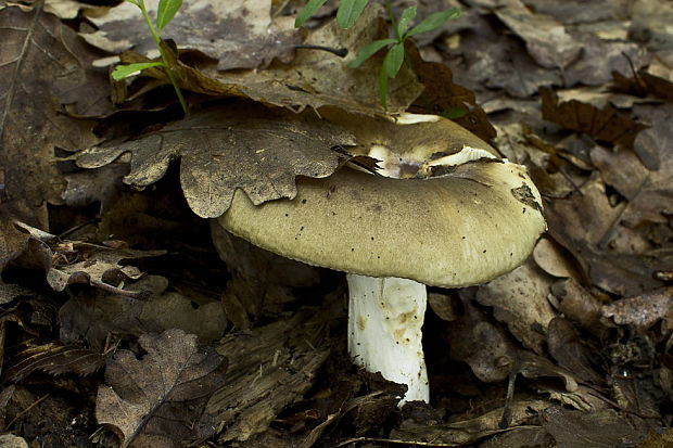 plávka Russula sp.