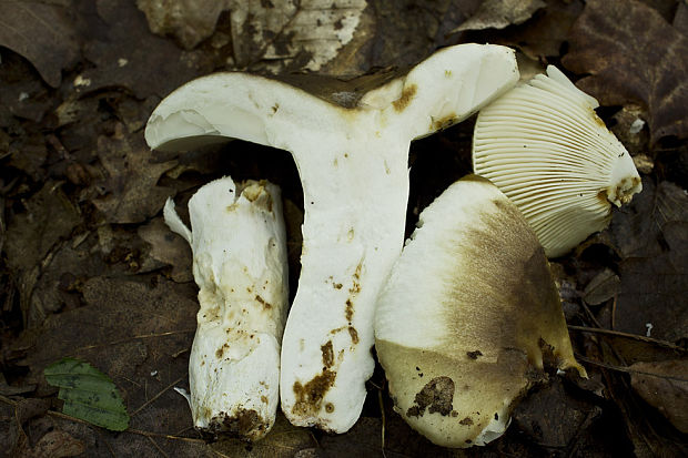 plávka Russula sp.