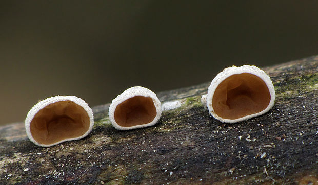 škľabka plstnatá Schizophyllum amplum (Lév.) Nakasone