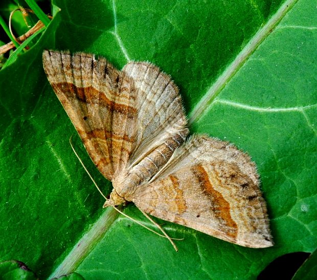 piadivka stoklasová Scotopteryx chenopodiata