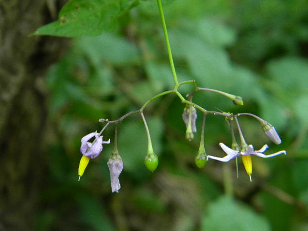 ľuľok sladkohorký Solanum dulcamara L.