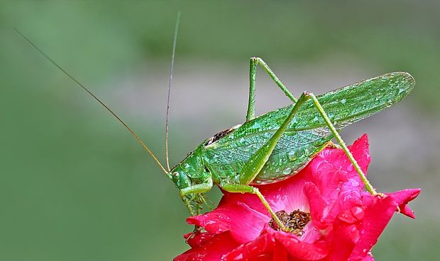 kobylka zelená Tettigonia viridissima