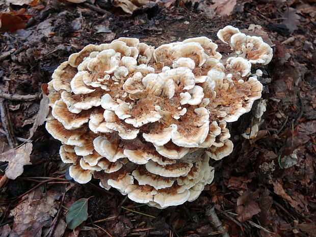 trúdnikovec pestrý Trametes versicolor (L.) Lloyd