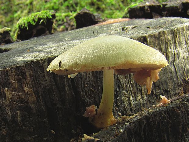 pošvovec stromový Volvariella bombycina (Schaeff.) Singer