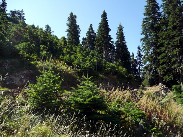 Zmladenie Abies bornmuelleriana v pohorí Ilgaz