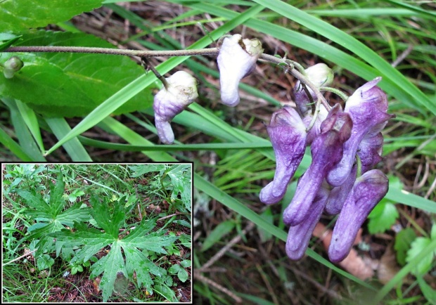 prilbica moldavská Aconitum moldavicum Hacq. ex Rchb.