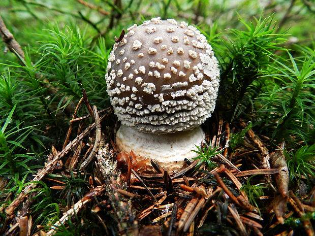 muchotrávka hrubá Amanita excelsa (Fr.) Bertill.