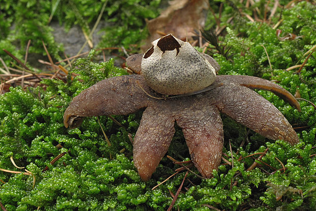 hviezdovec vlahojavný Astraeus hygrometricus (Pers.) Morgan