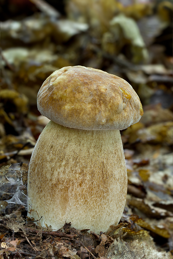 hríb dubový Boletus reticulatus Schaeff.