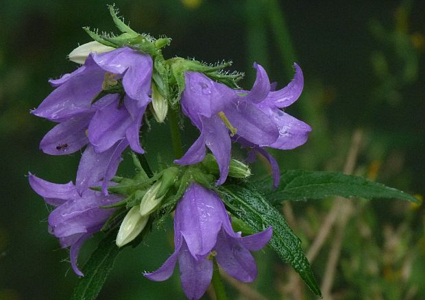 zvonček pŕhľavolistý Campanula trachelium L.