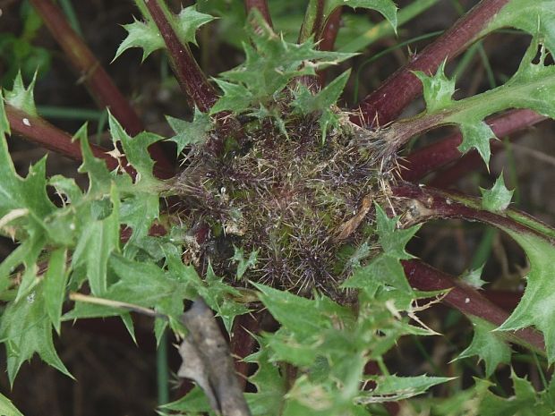 krasovlas bezbyľový pravý Carlina acaulis subsp. acaulis L.