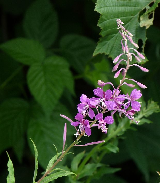 kyprina úzkolistá Chamerion angustifolium (L.) Holub