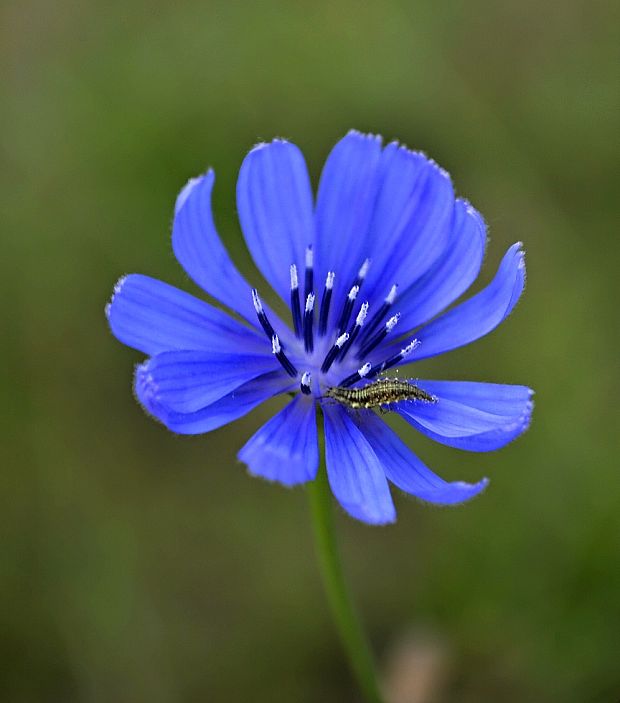 čakanka obyčajná Cichorium intybus L.