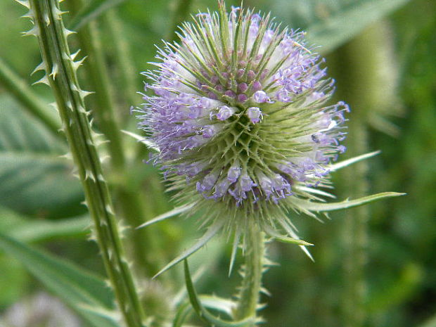 štetka lesná Dipsacus fullonum L.