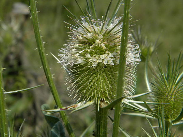 štetka laločnatá Dipsacus laciniatus L.