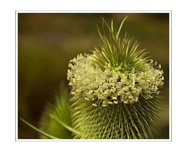 štetka laločnatá? Dipsacus laciniatus L.