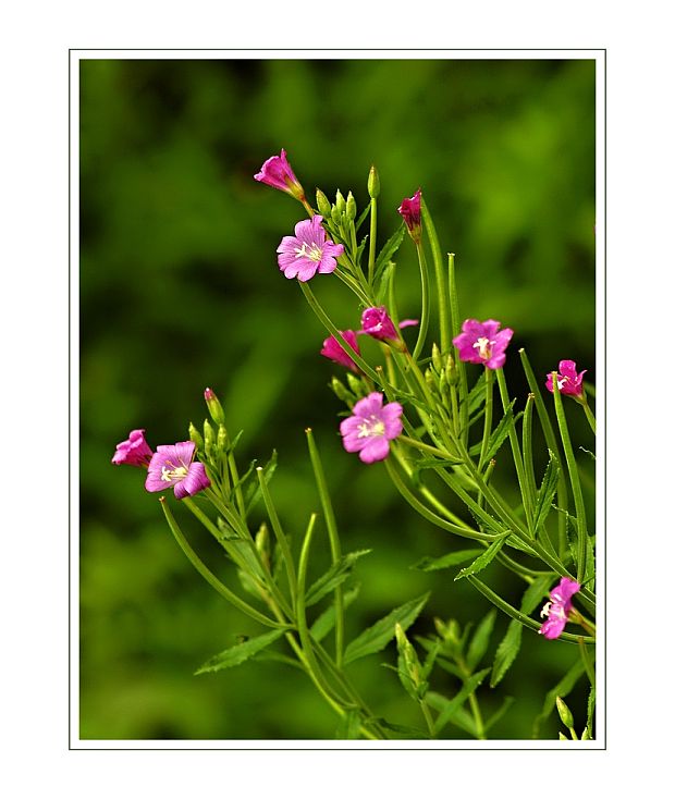 vŕbovka Epilobium sp.