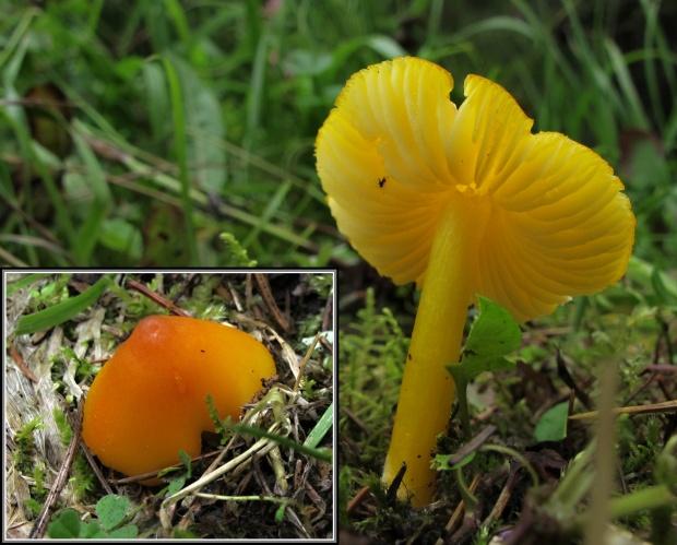 lúčnica Hygrocybe sp.