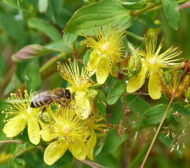 ľubovník škvrnitý Hypericum maculatum Crantz