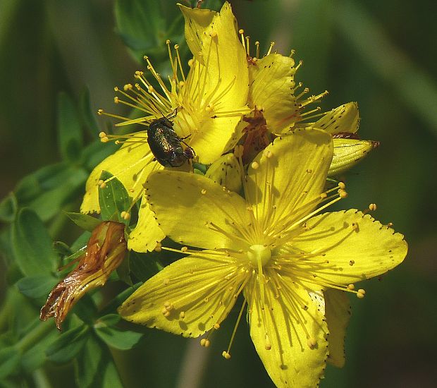 ľubovník škvrnitý Hypericum maculatum Crantz