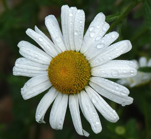 margaréta biela Leucanthemum vulgare Lam.