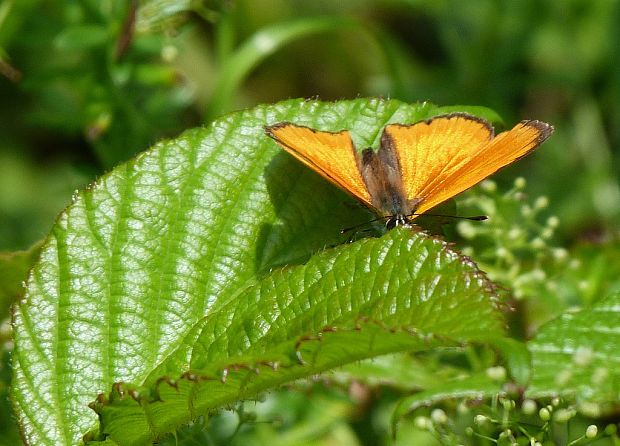 ohniváčik zlatobyľový Lycaena virgaureae