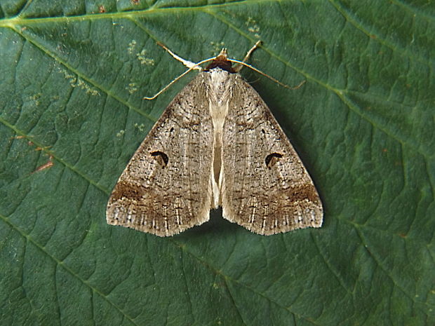 morica kozincová Lygephila pastinum Treitschke, 1826