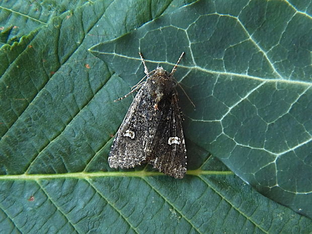 mora čierna Melanchra persicariae Linnaeus, 1761